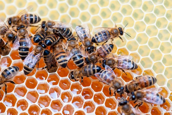 On this day: The Orthodox Church celebrates Honey Spas | Russia Beyond The Headlines