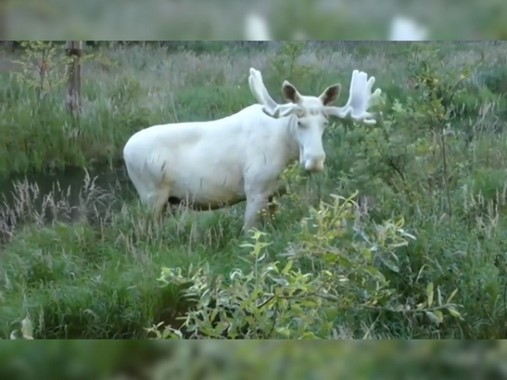 В сети появилось уникальное видео с лосем-альбиносом