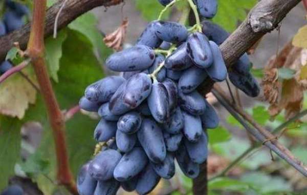 Как вырастить виноград из косточки?