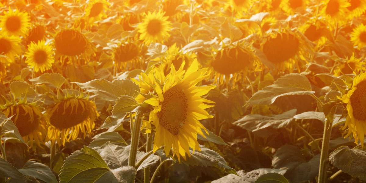 The Rise of Sugar Daddy Meet Sites: A Sociocultural And Financial Analysis